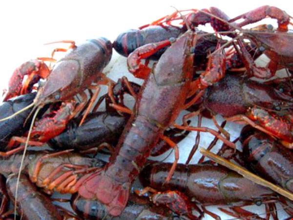 Huy động lực lượng kiểm soát chặt mặt hàng tôm hùm càng đỏ ảnh 1