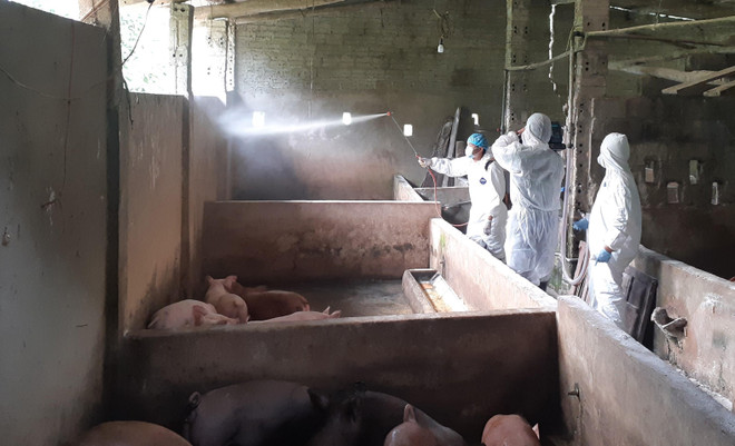 Hà Giang phát hiện ổ dịch tả lợn châu Phi đầu tiên ảnh 1