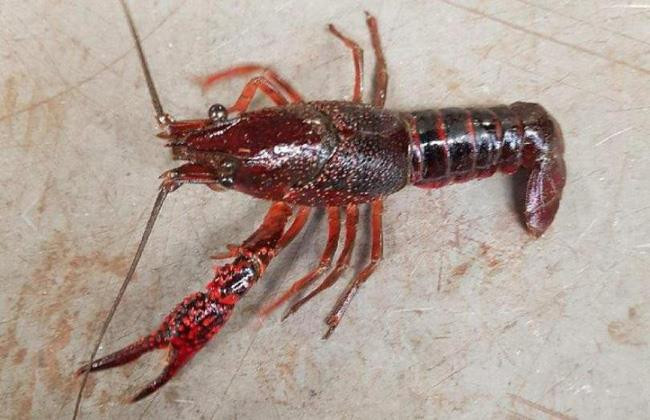 Kiểm soát, ngăn chặn tôm càng đỏ tại các cửa khẩu ở Lào Cai ảnh 1