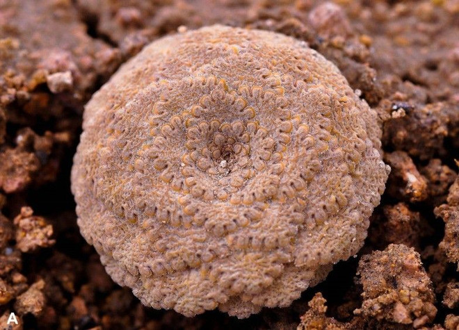 Viola ornata, một trong hai loài thực vật mới được phát hiện ở Peru nhưng có nguy cơ tuyệt chủng. (Nguồn: Philippine Star) Peru phát hiện hai loài thực vật mới nhưng có nguy cơ tuyệt chủng ảnh 1