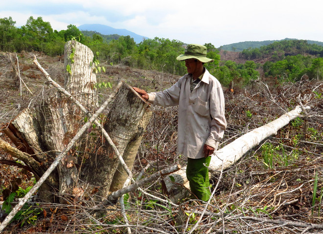 Phú Yên khẩn trương điều tra làm rõ vụ chặt phá hơn 108ha rừng ảnh 1