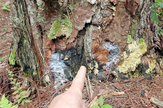 Gần trăm cây thông già bị "đầu độc," chết đứng ở Lâm Đồng ảnh 2