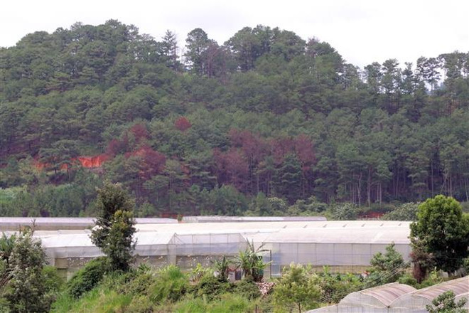 Gần trăm cây thông già bị "đầu độc," chết đứng ở Lâm Đồng ảnh 1