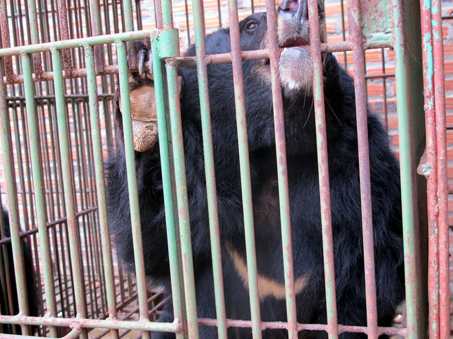 [Photo] Tình trạng "bức tử" loài gấu quý hiếm ở các trại nuôi tư nhân ảnh 3