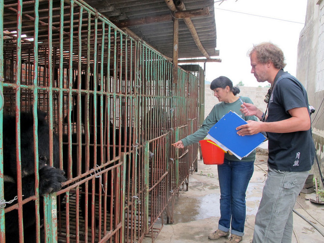 [Photo] Tình trạng "bức tử" loài gấu quý hiếm ở các trại nuôi tư nhân ảnh 4