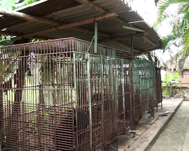 [Photo] Tình trạng "bức tử" loài gấu quý hiếm ở các trại nuôi tư nhân ảnh 2