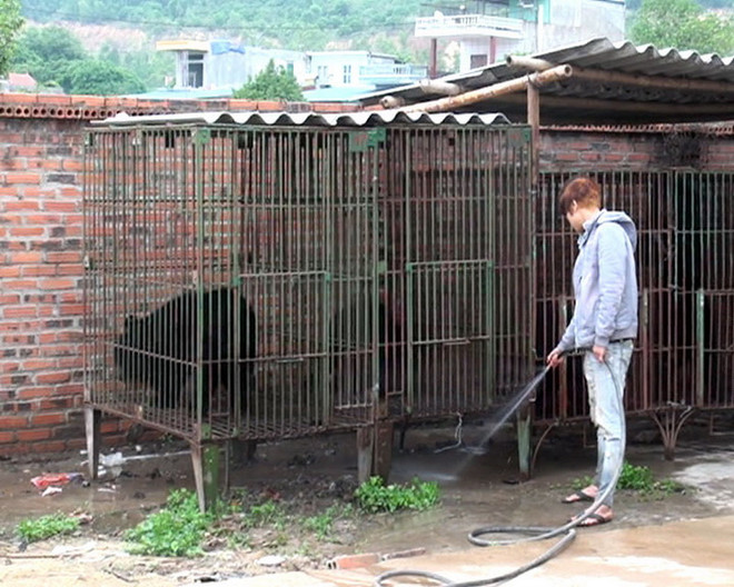 [Photo] Tình trạng "bức tử" loài gấu quý hiếm ở các trại nuôi tư nhân ảnh 1
