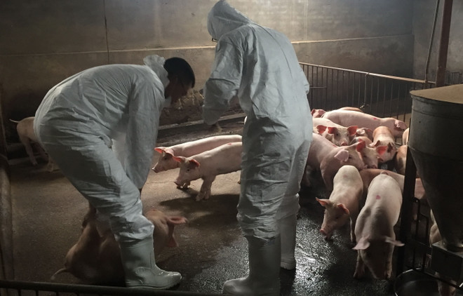 Thủ tướng chỉ đạo cấp bách khống chế dịch tả lợn châu Phi ảnh 1