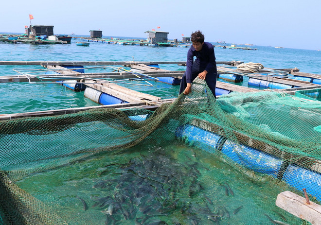 “Vương quốc” tôm hùm Nam Trung Bộ: Rủi ro… “thập diện mai phục” ảnh 3