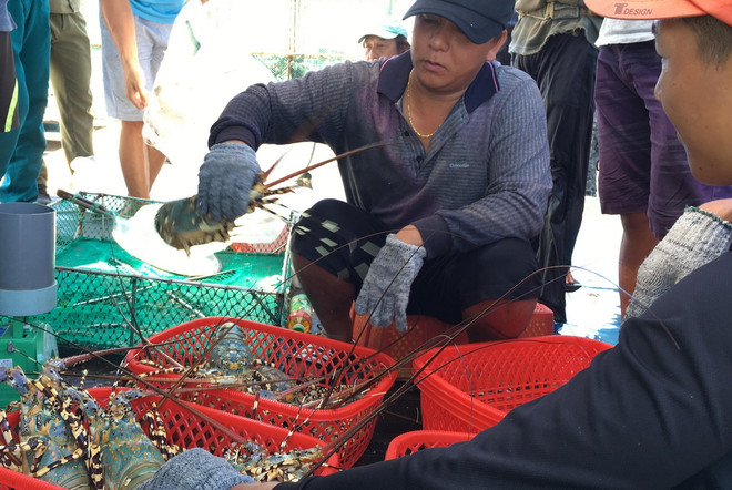 “Vương quốc” tôm hùm Nam Trung Bộ: Rủi ro… “thập diện mai phục” ảnh 1