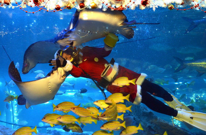 [Photo] "Ông già Noel" vui đùa với đàn cá dưới Thủy cung ảnh 4