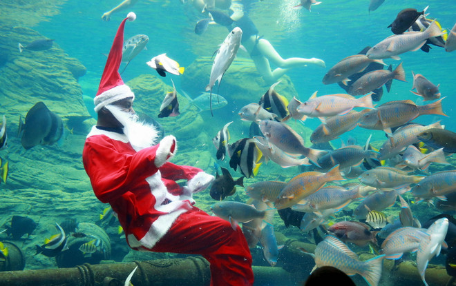 [Photo] "Ông già Noel" vui đùa với đàn cá dưới Thủy cung ảnh 2