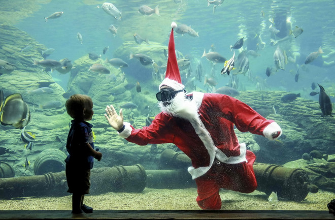 [Photo] "Ông già Noel" vui đùa với đàn cá dưới Thủy cung ảnh 1