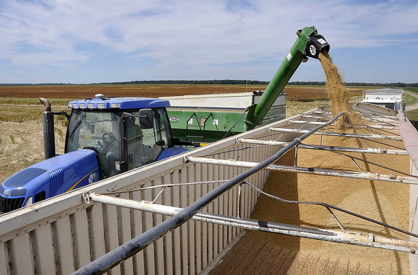 Thị trường nông sản thế giới: Giá gạo Ấn Độ thấp nhất bốn tuần qua ảnh 1