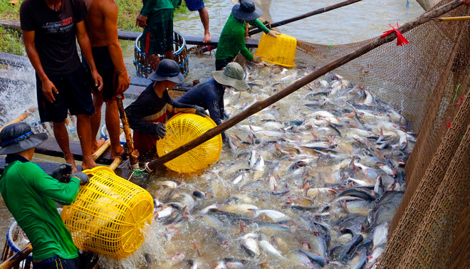 Giá cá tra nguyên liệu tăng cao kỷ lục tại Đồng bằng sông Cửu Long ảnh 1