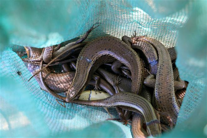 Người dân Đồng Tháp tăng thu nhập từ nghề săn rắn mối mùa nước nổi ảnh 2