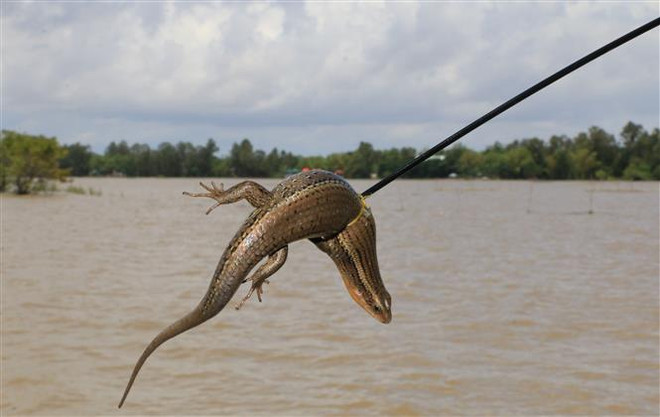 Người dân Đồng Tháp tăng thu nhập từ nghề săn rắn mối mùa nước nổi ảnh 4