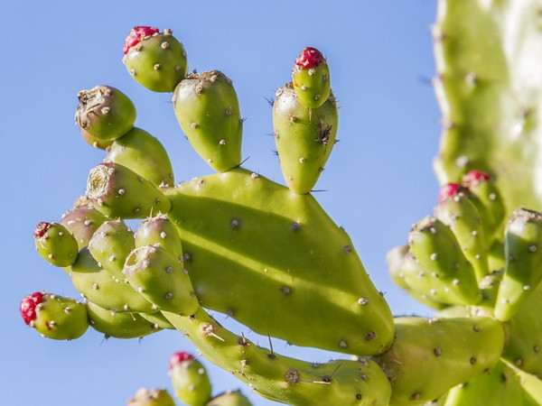 Những tác dụng không ngờ của xương rồng đối với sức khỏe ảnh 1