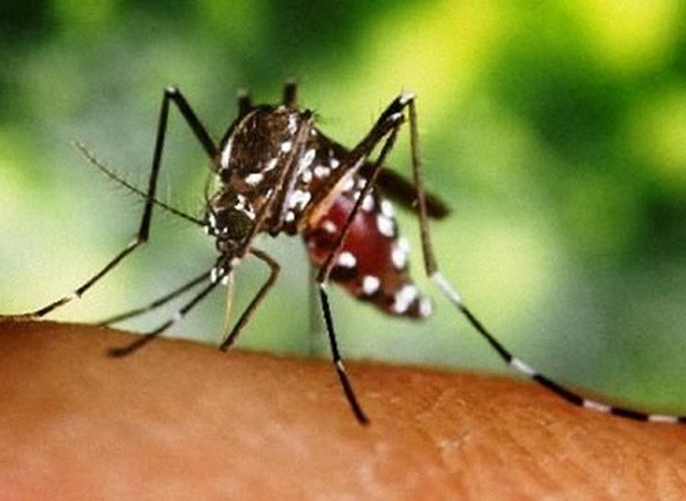 Bệnh sốt xuất huyết ở Nhật Bản đang diễn biến phức tạp ảnh 1