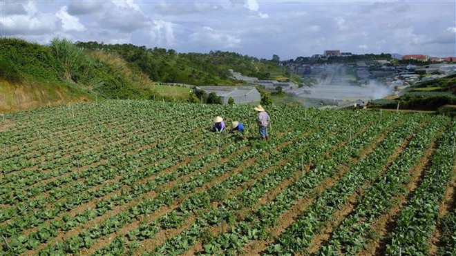 Giá nhiều loại rau tại thành phố Đà Lạt tăng cao sau mưa ngập ảnh 1