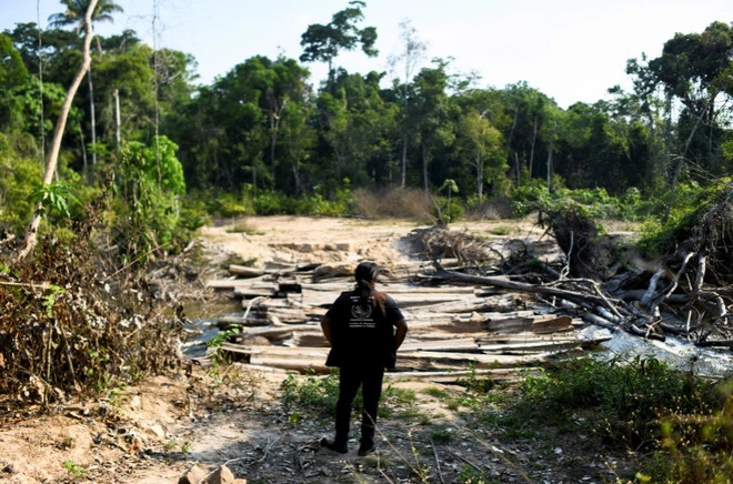 Nạn phá rừng tại Amazon tác động tới sức khỏe của hơn 12 triệu người ảnh 1