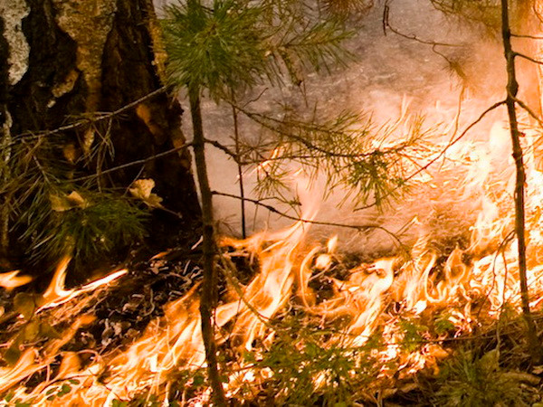 Cháy rừng lan rộng nghiêm trọng tại nhiều khu vực của Siberia ảnh 1