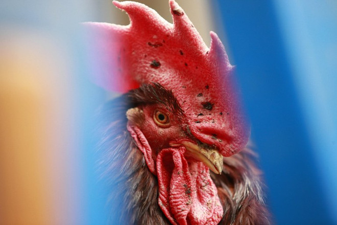 Ukraine ghi nhận trường hợp cúm gia cầm đầu tiên trong 8 năm ảnh 1