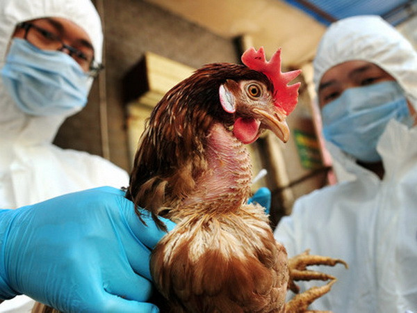EU quyết định cấm nhập khẩu gia cầm từ Ukraine do dịch cúm ảnh 1