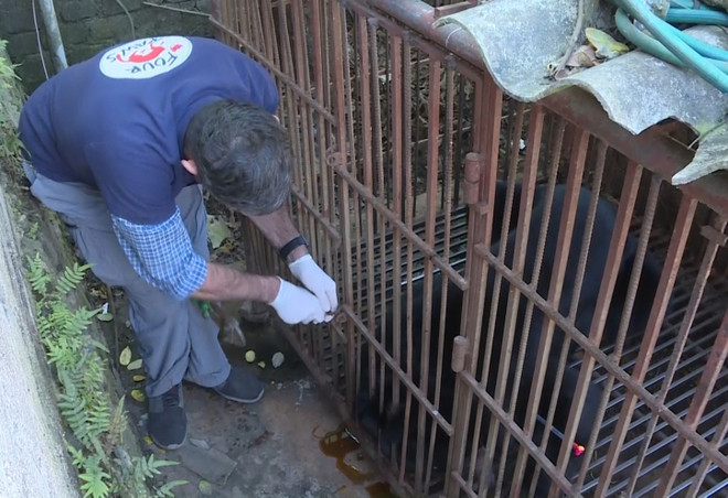 Cứu hộ một cá thể gấu ngựa nuôi nhốt gần 30 năm ở Sơn La ảnh 1