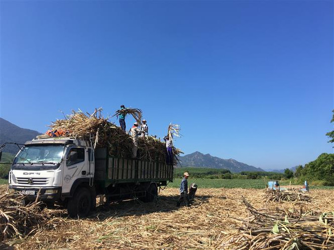 Thiếu chuẩn bị kỹ lưỡng, ngành mía đường ngày càng bị co hẹp ảnh 2