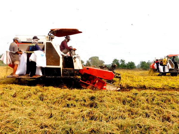 Đầu tư hơn 300 triệu USD để canh tác bền vững cho lúa gạo và càphê ảnh 1