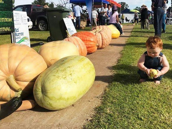 Độc đáo lễ hội trưng bày bí ngô khổng lồ tại Nam Australia ảnh 1