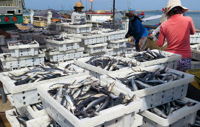 Cả nước đánh bắt gần 1,3 triệu tấn vụ cá Bắc năm 2014-2015 ảnh 1