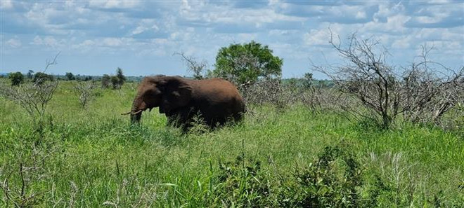 Bảo vệ động vật: Tái sinh các loài chính để phục hồi hệ sinh thái ảnh 1