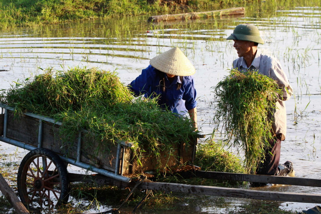 Khơi thông những “điểm nghẽn” trong bảo hiểm nông nghiệp ảnh 1