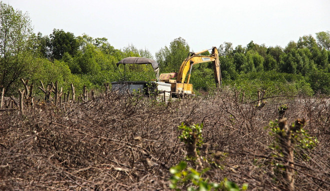 Cà Mau đề nghị xử lý chủ tịch xã tự ý cho dân phá rừng để nuôi sò ảnh 1
