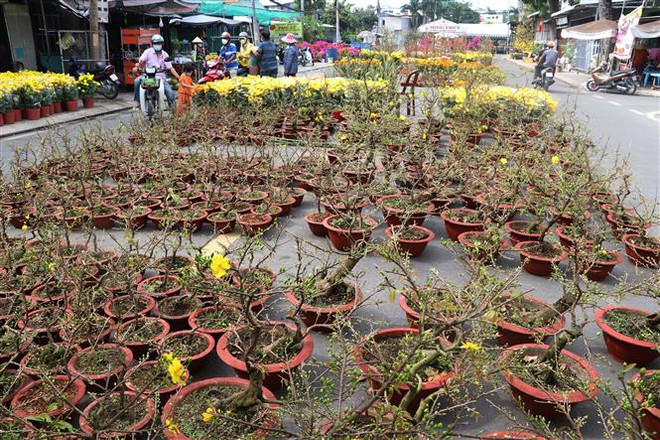 Diện tích trồng hoa kiểng Tết ở tỉnh Long An giảm đến 50% ảnh 1