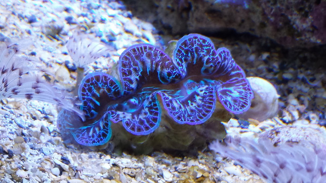 Loài trai tượng khổng lồ. (Nguồn: Fishy Bizness) Chuyên gia: Trung Quốc tận diệt loài trai tượng khổng lồ ở Biển Đông ảnh 1