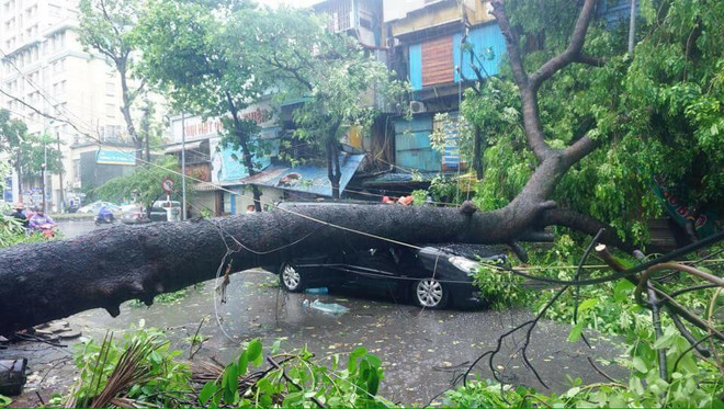 Hà Nội: Kinh hoàng cây to đổ đè bẹp xe ôtô trên phố Núi Trúc ảnh 3