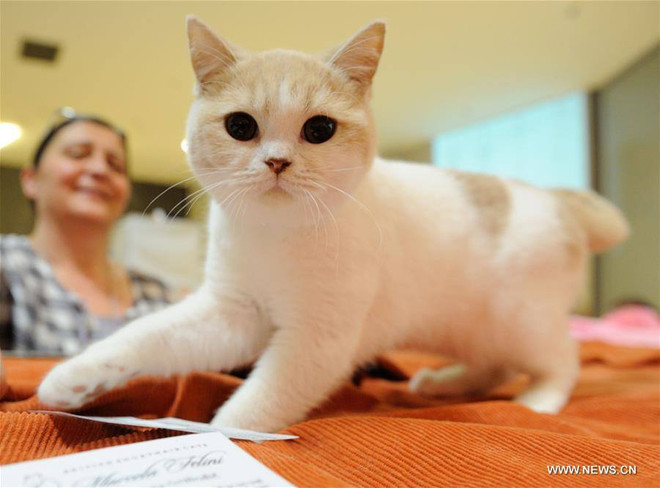 [Photo] Cuộc thi nhan sắc đẳng cấp thế giới của các "tiểu hổ" ảnh 10