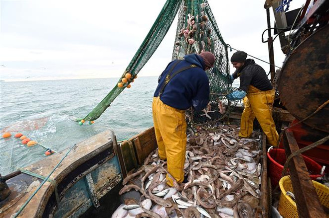 Ngư dân đánh cá ngoài khơi bờ biển phía Đông Nam nước Anh ngày 12/10/2020. (Ảnh: AFP/TTXVN) Pháp cảnh báo gián đoạn thương mại với Anh về vấn đề đánh bắt cá ảnh 1