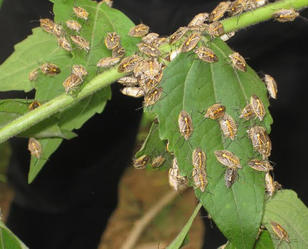 Lai Châu: 6 người ngộ độc "do ăn bọ xít đen" đã xuất viện ảnh 2