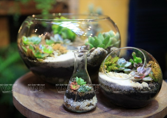 Chiêm ngưỡng những chiếc "bình ảo thuật" chứa khu vườn tí hon ảnh 10