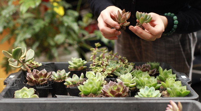 Chiêm ngưỡng những chiếc "bình ảo thuật" chứa khu vườn tí hon ảnh 3