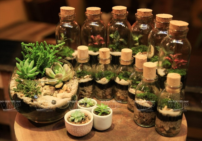 Chiêm ngưỡng những chiếc "bình ảo thuật" chứa khu vườn tí hon ảnh 11