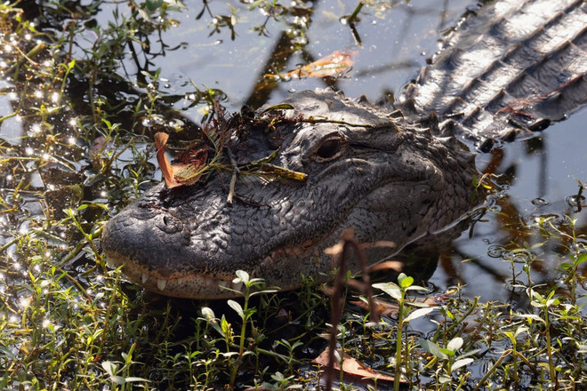 Bị cá sấu cắn trúng đầu khi đang lặn tìm hóa thạch cá mập ảnh 1