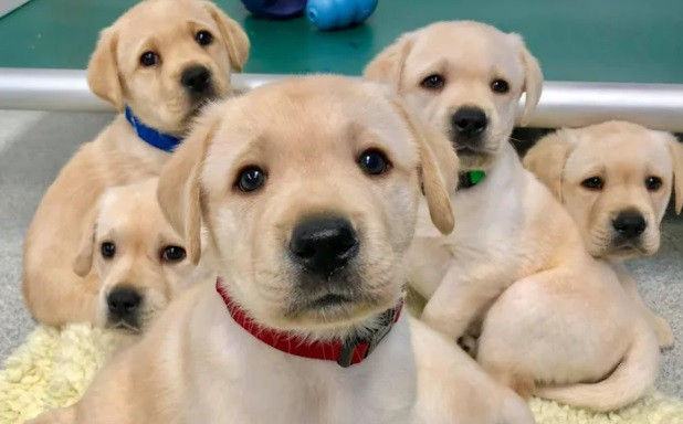 Chó con có thể là nguyên nhân gây ra đại dịch mới sau COVID-19 ảnh 1