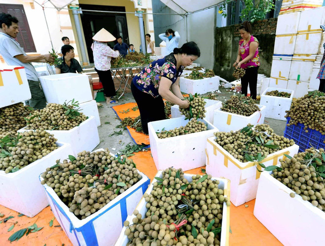 Phân loại, đóng gói sản phẩm nhãn để xuất khẩu tại Hợp tác xã Nễ Châu, xã Hồng Nam, thành phố Hưng Yên. (Ảnh tư liệu: Vũ Sinh/TTXVN) Việt Nam xúc tiến đưa trái nhãn vào thị trường Australia ảnh 1