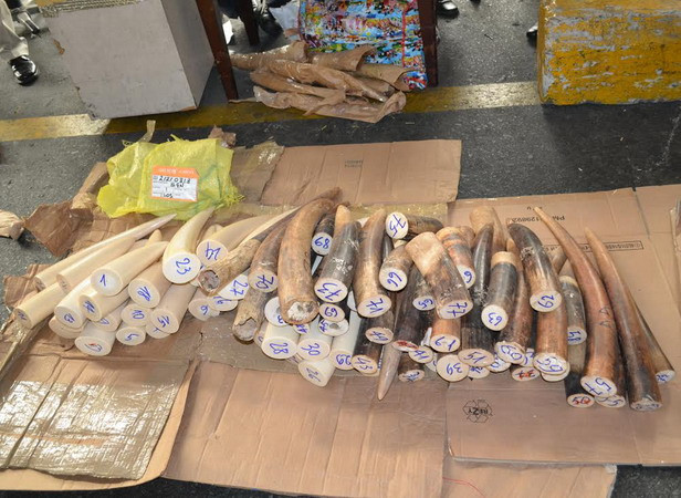 Bắt 77 chiếc ngà voi nhập trái phép qua sân bay Tân Sơn Nhất ảnh 1