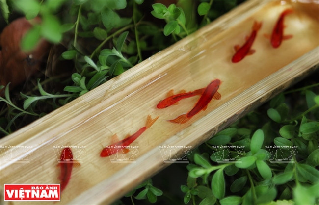 "Sốt sình sịch" với thú nuôi cá 3D không cần tốn thời gian chăm sóc ảnh 1